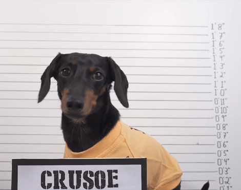 These Adorable Pups Are About To Escape Jail And You Don't Want To Miss It!