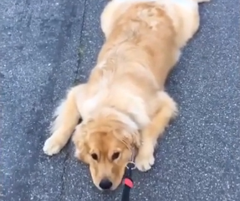 Watch What This Pup Does When He's Not Ready To Go Home!