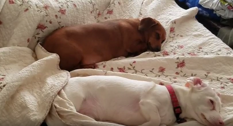 If This Doesn't Warm Your Heart, I Don't Know What Will!