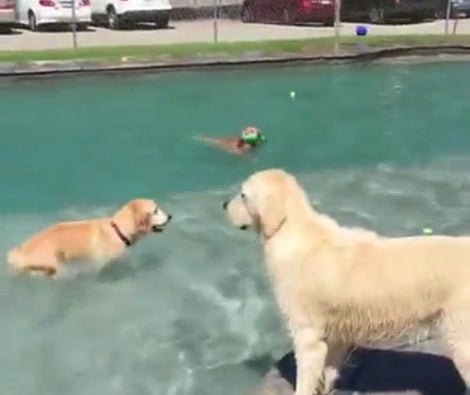 Adorable Pups Spend A Day At The Water Park And The Footage Is Epic!