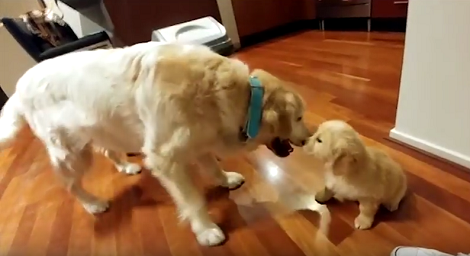 How This Pup Reacts When He Sees A Tiny 8-Week Old Puppy Is Just Adorable!
