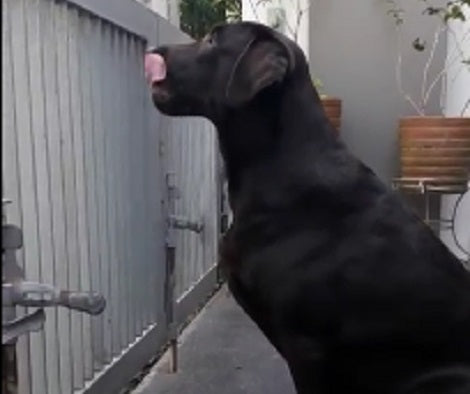 What This Pup Will Do For Something To Eat Is Going To Make You Laugh!