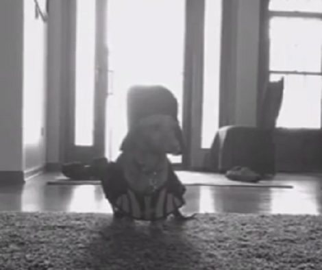 What This Adorable Pup Dressed Up As On Halloween? Aww!!