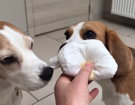 These Adorable Pups Are Meeting Their Baby Sibling For The First Time!
