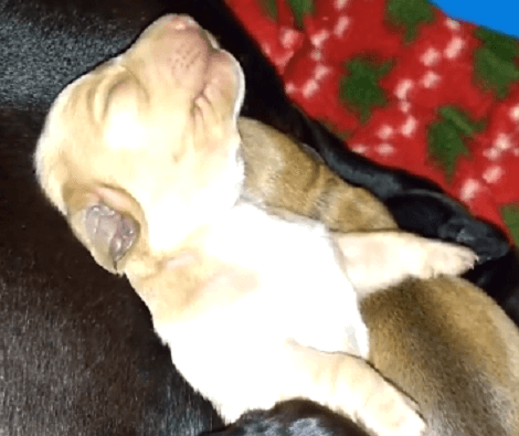 Have You Ever Seen A Dreaming Puppy? This Is Definitely Going To Melt Your Heart!