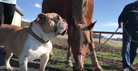 Watch This Adorable Pup Going To California By Road And Meeting New Friends!