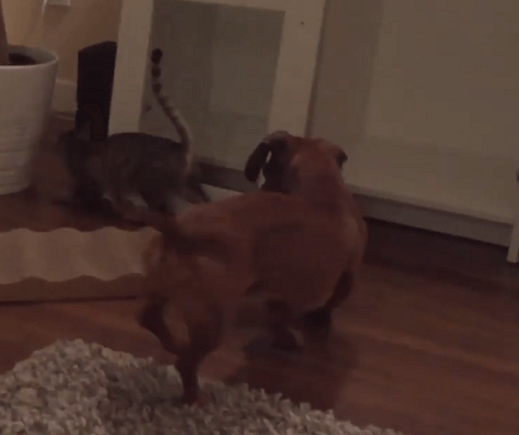 This Adorable Pup Absolutely Loves His New Kitten Friend! Take A Look!