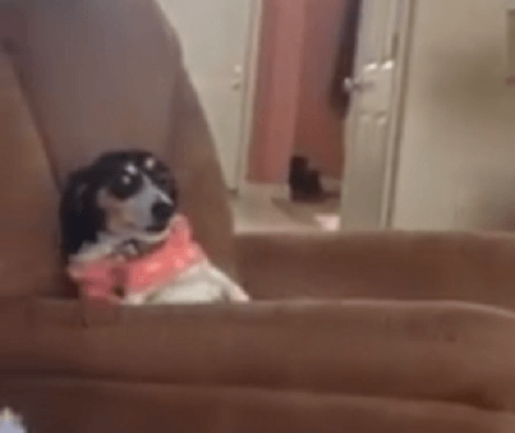 Wait Till You See What This Adorable Pup Is Doing Right Now! This Is Hilarious!