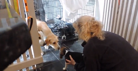 Tiny Pup Teaches Other Rescue Pups To Trust Humans Again