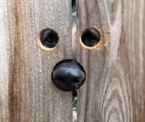 Here Are 5 Ways You Can Help Your Pup Overcome Their Fears