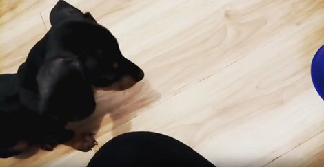 This Adorable Pup Is Trying To Pray Before Eating His Food And We Should See It!