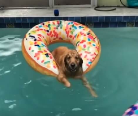 Adorable Pup On Donut Floatie Is Doggy Paddling In The Pool!
