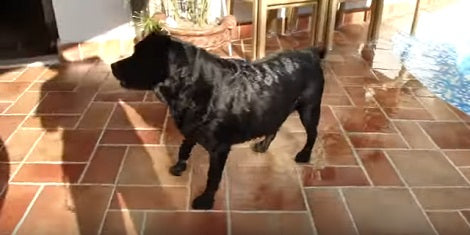 How This Adorable Pup Sleeps At Night Is Going To Make You Laugh!