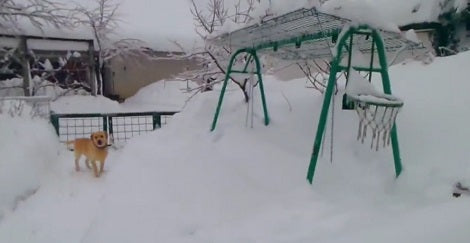 This Adorable Pup Loves The Snow So Much It's Unbelievable!