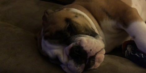 This Adorable Pup Is So Tired Today He Didn't Even Bother Dreaming!