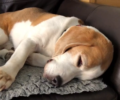 This Adorable Pup Just Can't Stop Barking In His Sleep! Wonder What He's Dreaming Of...