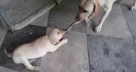 Tiny Puppy Challenged His Mom To A Game Of Tug-Of-War... Had No Idea She's A Champ!