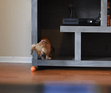 How Important Is The Ball In A Pup's Life? Check This Out!