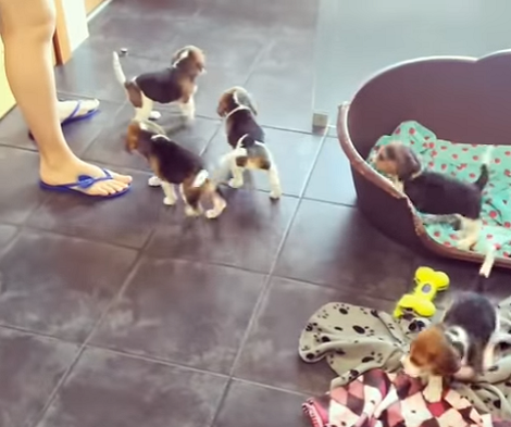 These Adorable Puppies Can't Wait To See Their Mama!