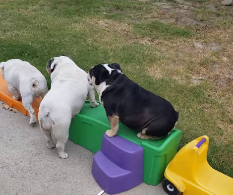 Adorable Pups Get Together In The Backyard And Have The Time Of Their Lives!