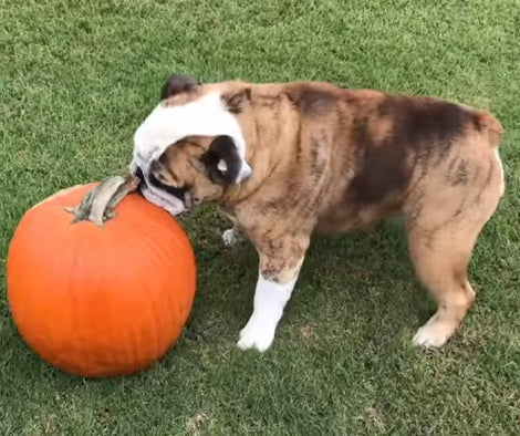 9 Cool Halloween Costume Ideas For English Bulldogs!