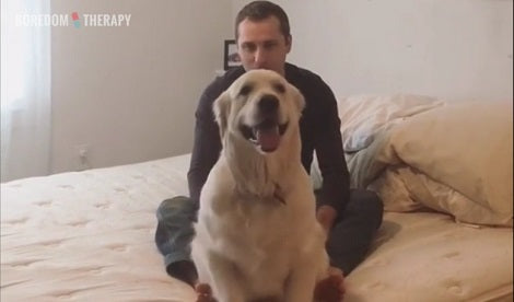 He Told His Pup To Trust Fall. What Happened Next? Jaw Dropping!