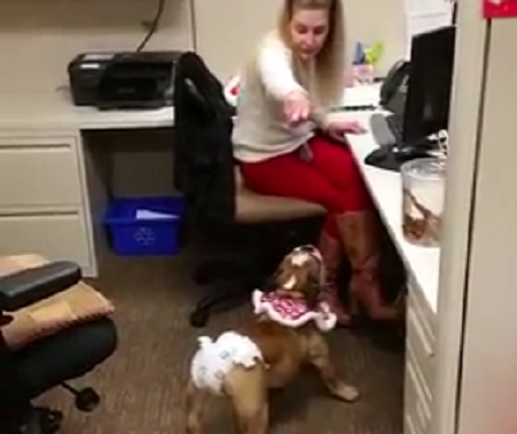 Meet Bubbles, A Therapy Dog Who's Currently At Work And Wants To Show You Around!