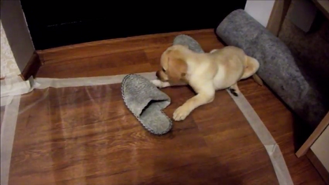This Adorable Pup Is So Tired, She'd Rather Just Hang Around At Home Looking Cute!