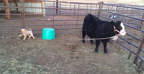 Adorable Pup Plays Tug Of War With Cow And Has The Time Of His Life!