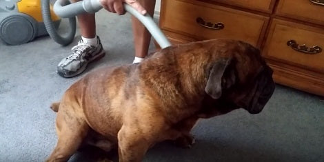 When This Pup Is Doing Nothing, He's Busy Enjoying The Vacuum!