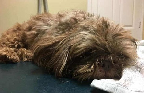 Man Drops 'Senior' Pup At Shelter And Breaks Everyone's Hearts With His Final Request