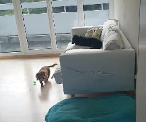 This Adorable Pup Desperately Wants To Climb On The Couch... But How?!