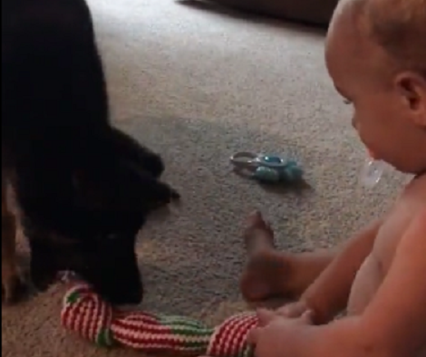 Tiny Puppy Playing Tug-Of-War With His Baby Brother Is Going To Warm Your Heart!