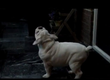 Super Confused Puppy Has No Idea What's Falling From The Sky!