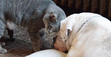 Meanwhile This Fluffy Cat Is Completely In Love With Her Sleepy Sister! Aww!