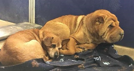 These Two Adorable Pups Are Looking To Be Adopted Together... Let's Help Them Find Their Family