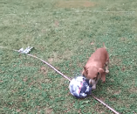 You Won't Believe That This Adorable Pup Playing With A Ball Is 11 Years Old!