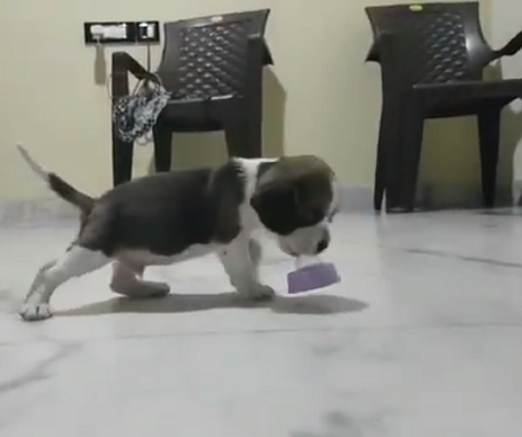 Adorable Pup Tries Every Move She Can To Reach Her Prized Possession!
