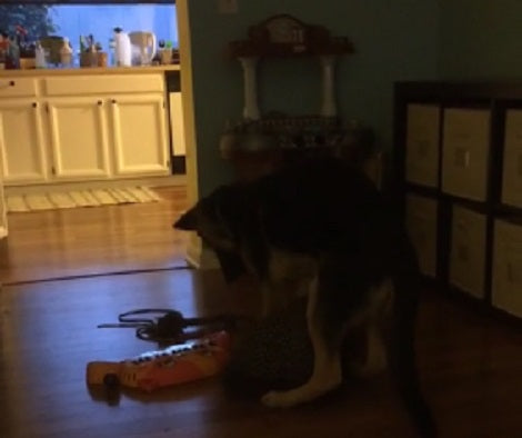 This Talented Pup Wants To Show The World He Can Play The Piano! Wowwie!