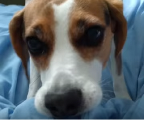 Mommy's Trying To Make The Bed, But Her Adorable Pup Just Won't Let Her! Aww!!