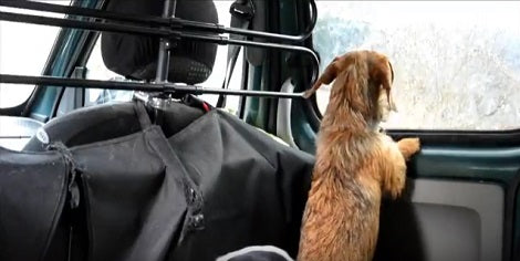 This Pup Does Not Like Sitting In The Back Of The Car So He Wiggles His Way Out!