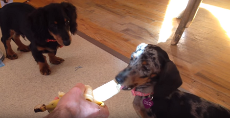 When I Saw That This Pup Eats Bananas, I Couldn't Believe My Eyes!