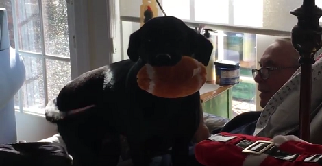 The Excitement On This Pup's Face After Reuniting With Her Toy Is Adorable!