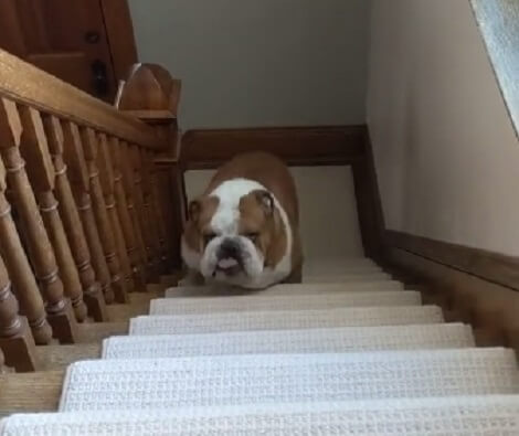Watch How These Adorable Pups Climb A Flight Of Stairs! This Is Some Challenge!