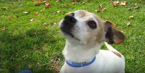 This Adorable Senior Pup Was In Desperate Need Of Help. Who Stepped In? Wow!