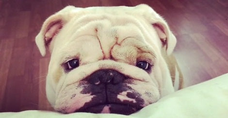 Wait Till You See Why This Puppy Is Giving The World His 'Puppy Eyes'! Aww!!