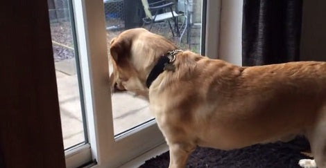 This Pup Really Wants To Catch The Bug On The Other Side Of The Glass Door!