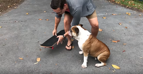 Watch How This Adorable Pup Skateboards Before A Burst Of Energy Takes Him Over!