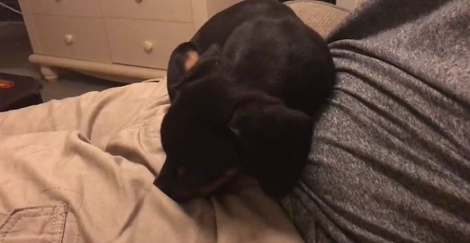 Poor Little Pup Can't Sleep Because Of An Adorable Case Of Hiccups!