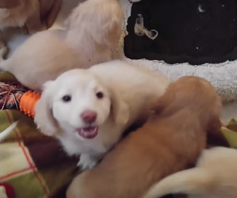With Hopeful Eyes And Heartwarming Smiles, These Pups Are Ready To Tackle Life!